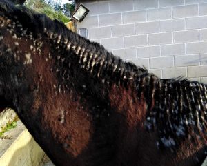 Caballo con dermatitis estival equina severa