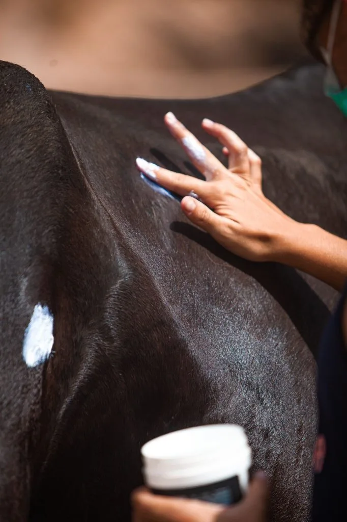 cómo aplicar bálsamo ungüento de dermissana en rozaduras del caballo capa fina