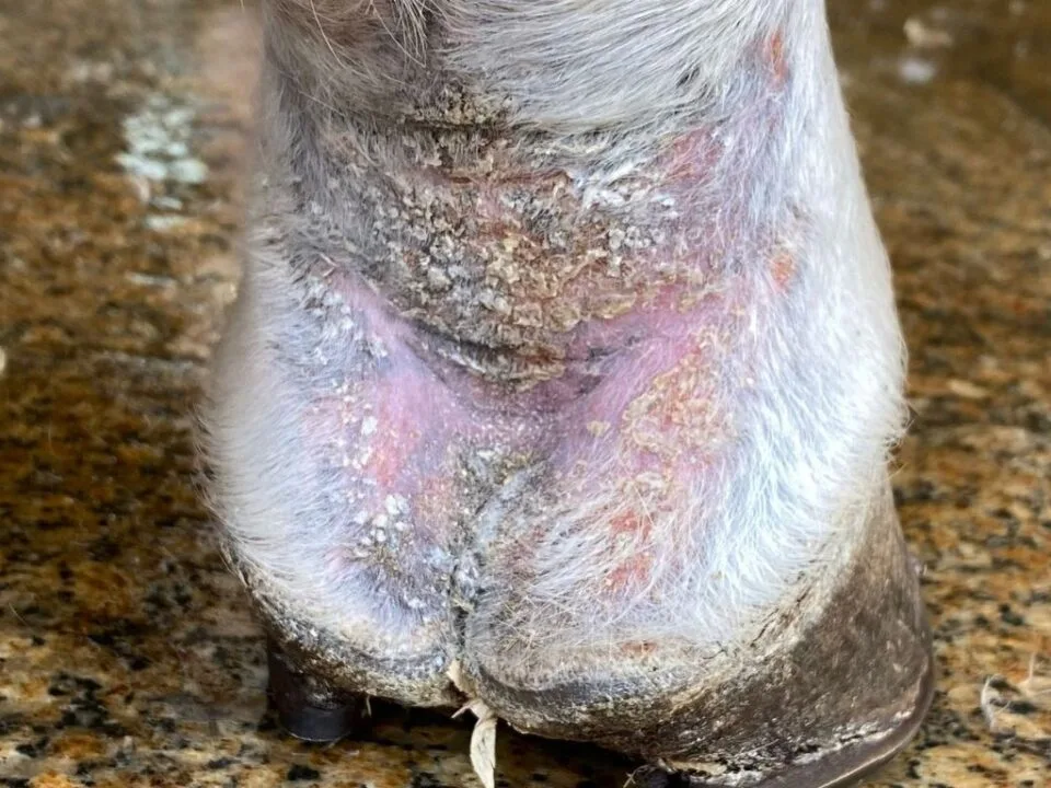 QUE PONGO EN TEXTTO AALTERNATIVO? Arestines en caballos: costras, enrojecimiento y pérdida de pelo en la cuartilla de un caballo