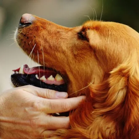 Productos para Perros