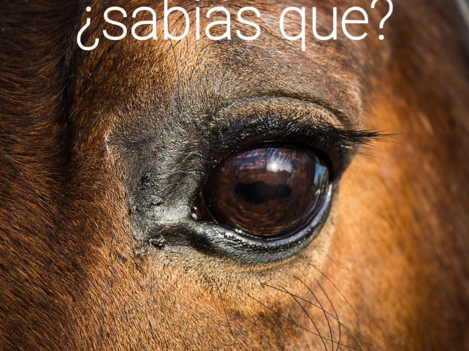 curiosidades de los caballos