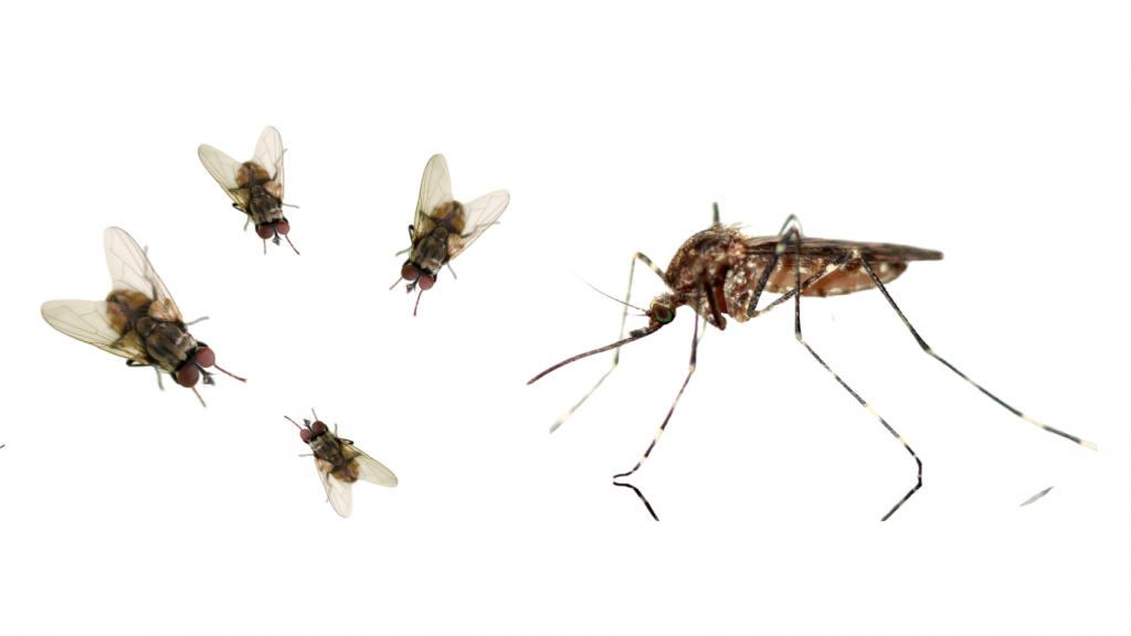 Mosquito Culicoides causante de la dermatitis estival equina en caballos