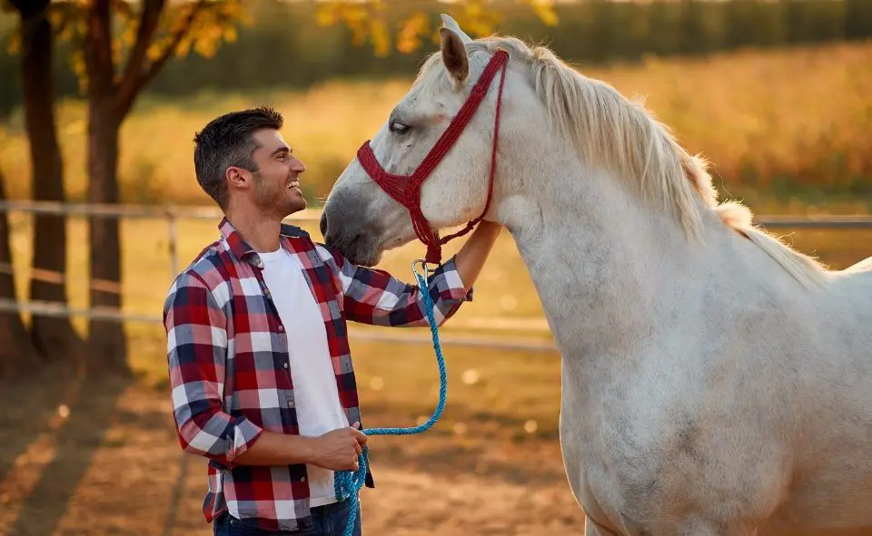 Cólico En Caballos