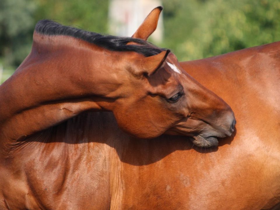 Enfermedades comunes en caballos