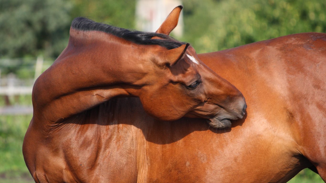 Enfermedades comunes en caballos