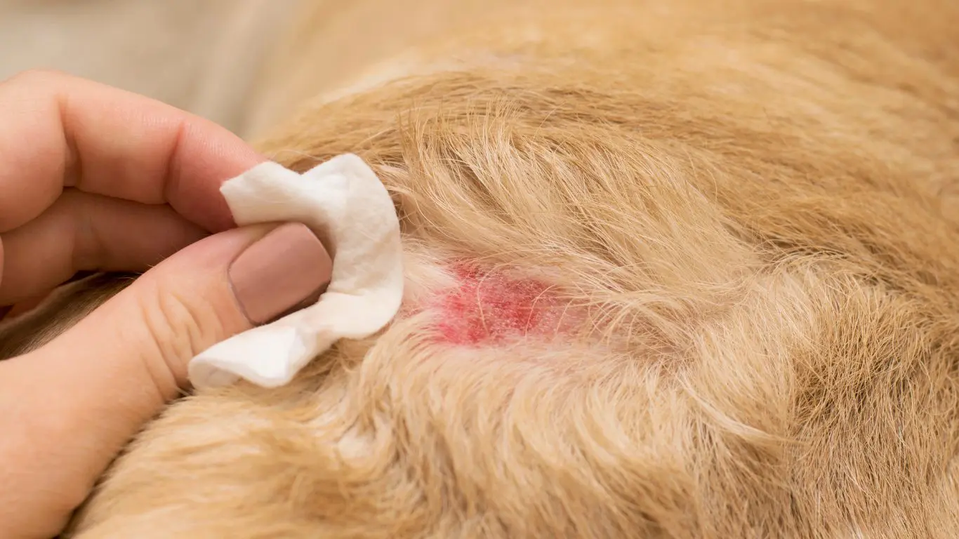 Limpieza con una gasa de una zona de piel roja e irritada en un perro