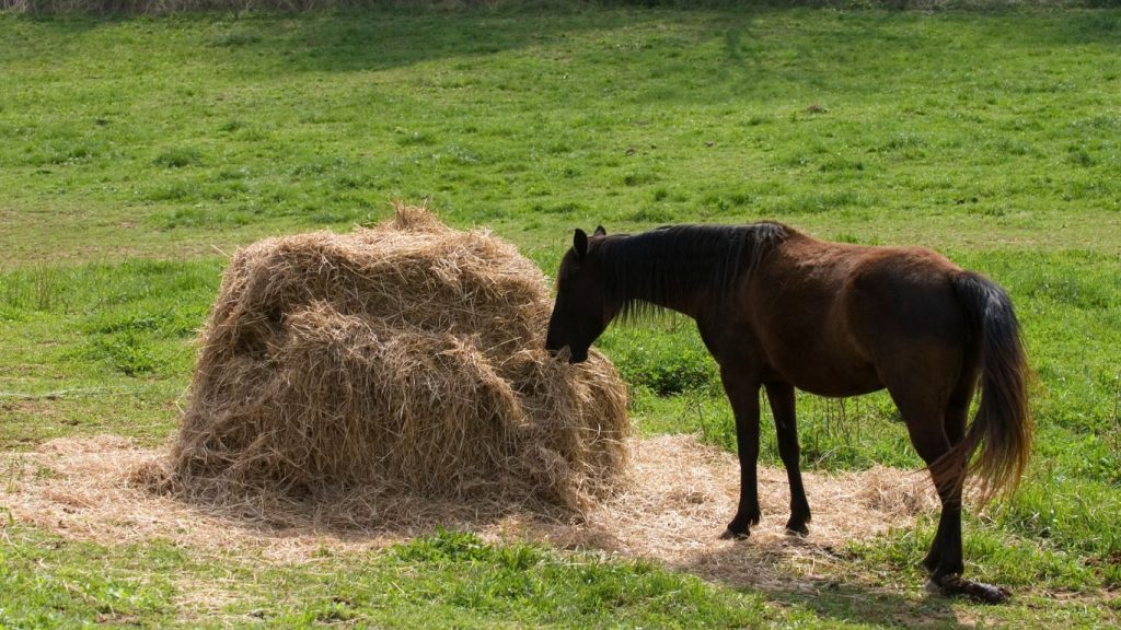 descubre cual es la dieta del caballo y su alimentacion