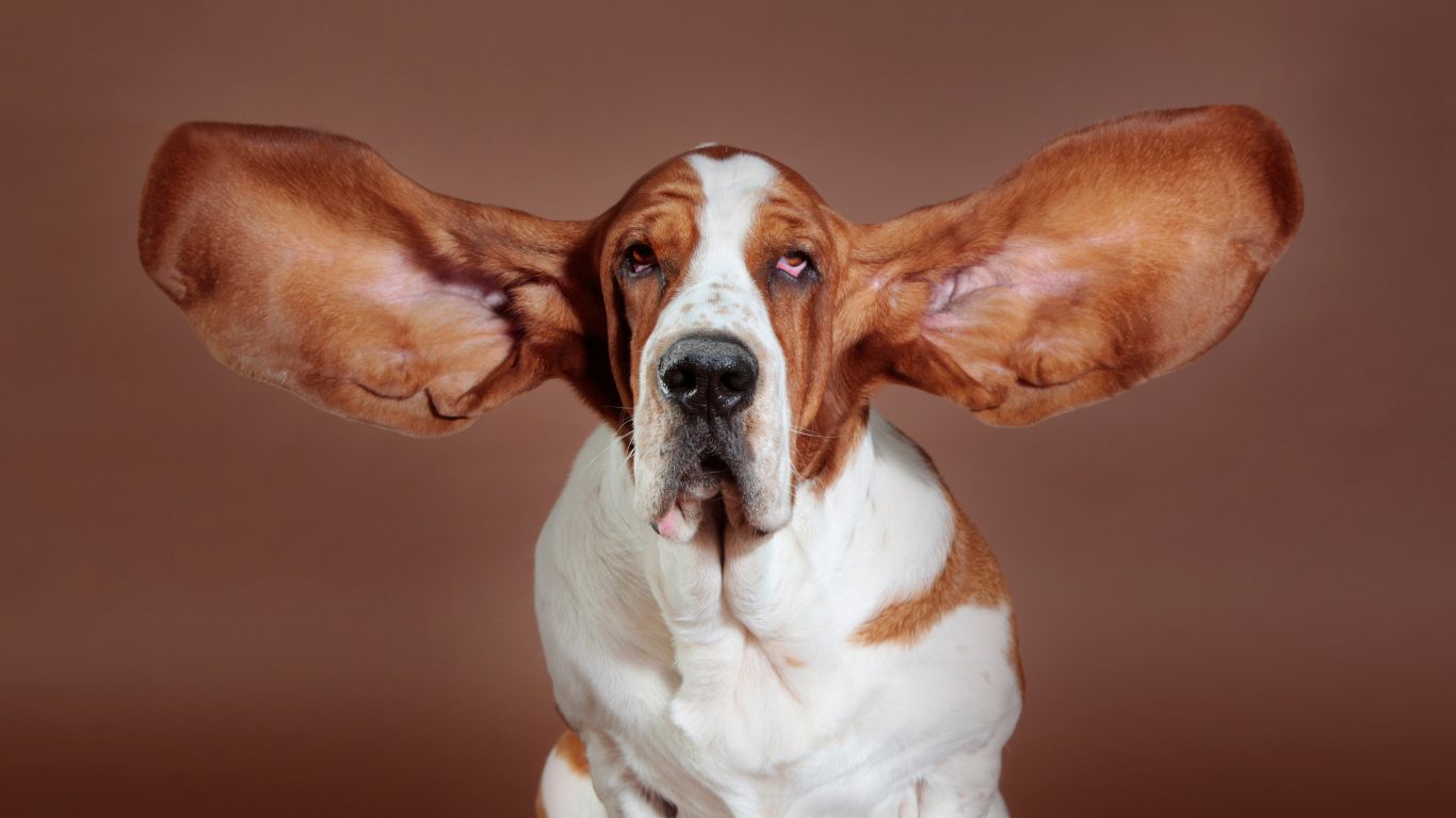 Como limpiar las orejas a tu perro