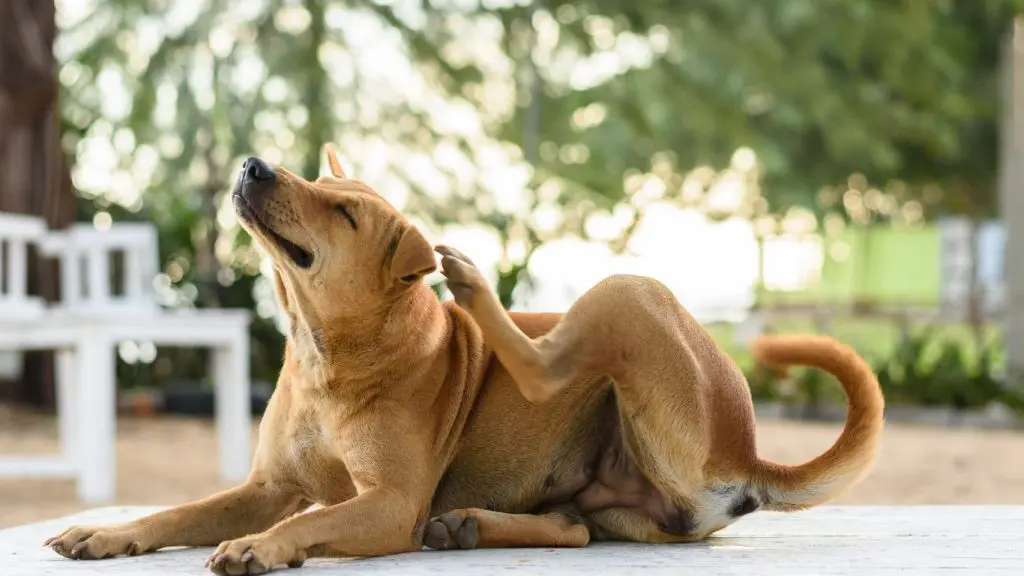 Perro rascándose suavemente, síntoma leve de Malassezia en la piel.