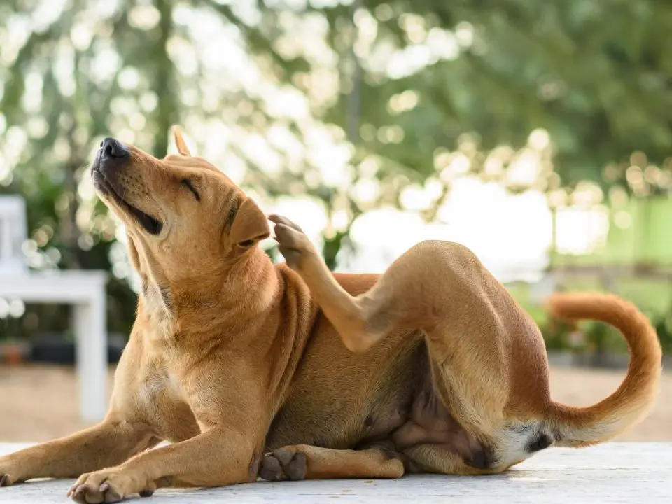 perro rascándose por picores en la piel