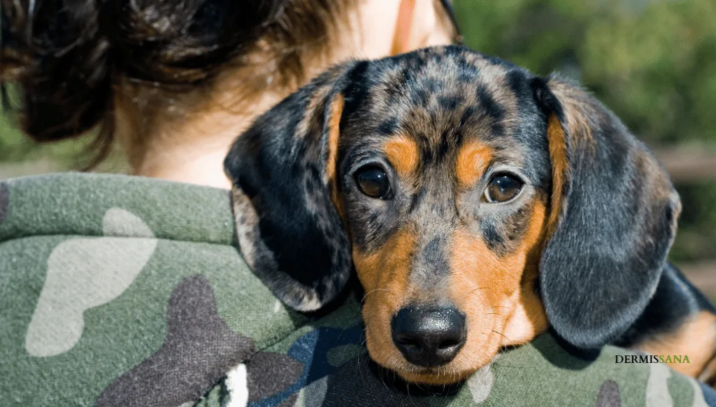 Atención Al Perro Personalizado Dachshund Pelo Ras - Pre Perforado Y 