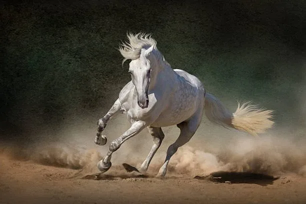 Caballo español