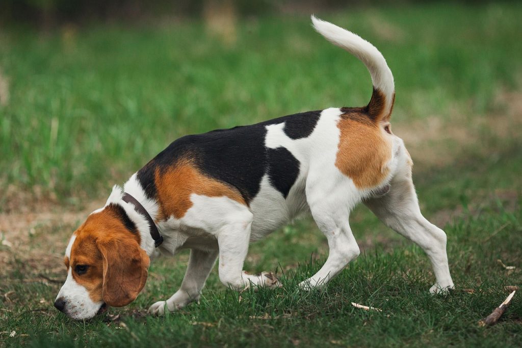parvovirus en perros