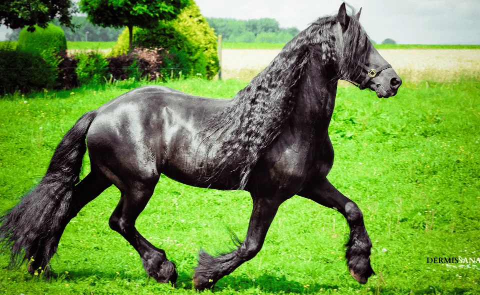caballo frison