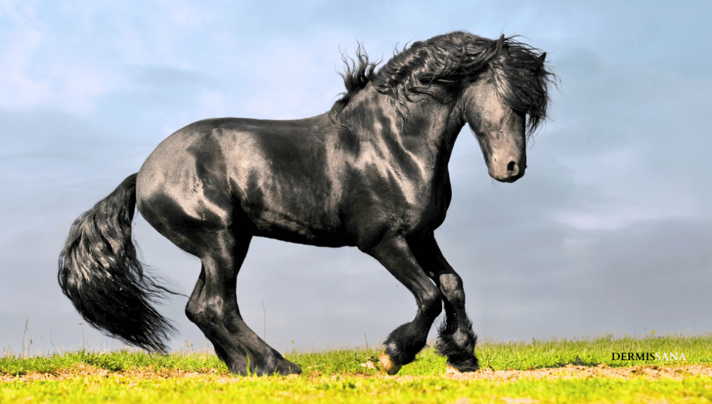 Caballo Frisòn