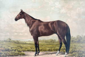 caballo pura raza ingles