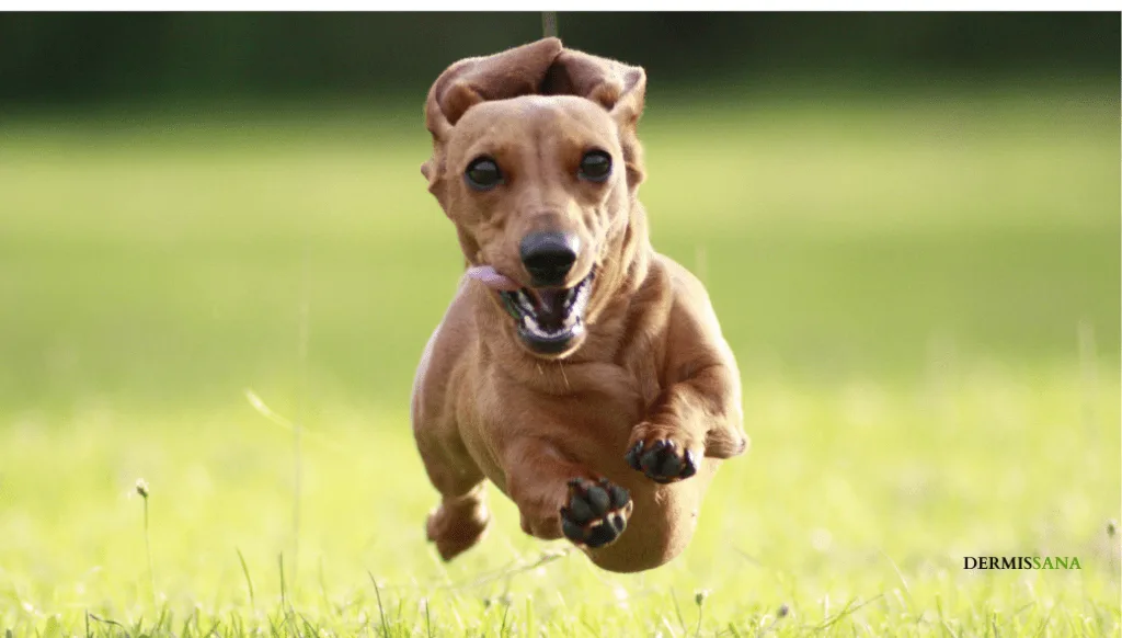 Raza Dachshund perro salchicha o teckel