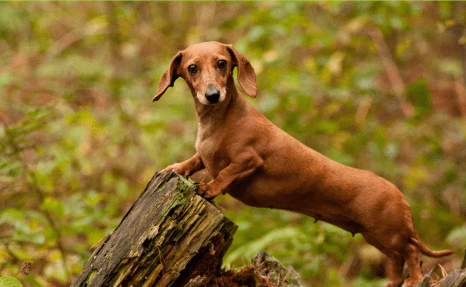 Dachshund Perro Salchicha o Teckel