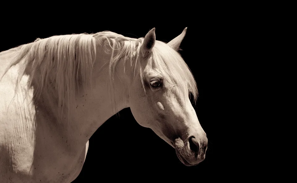 caballo español