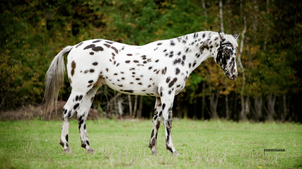 Caballos Appaloosa