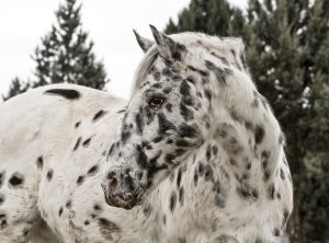 caballo appaloosa -dermissana