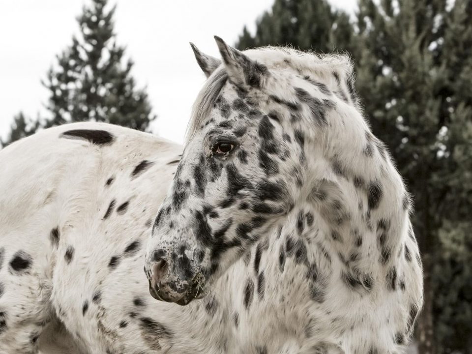 caballo appaloosa -dermissana