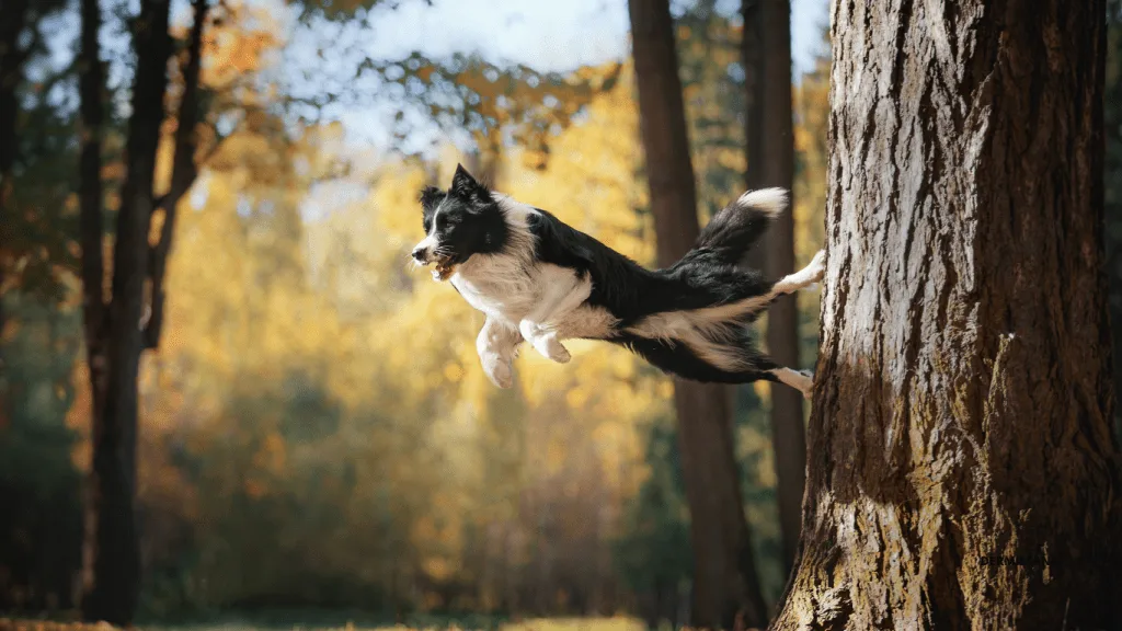 border collie