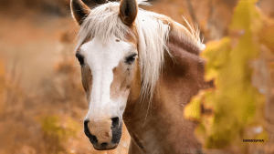 Haflinger raza de caballos