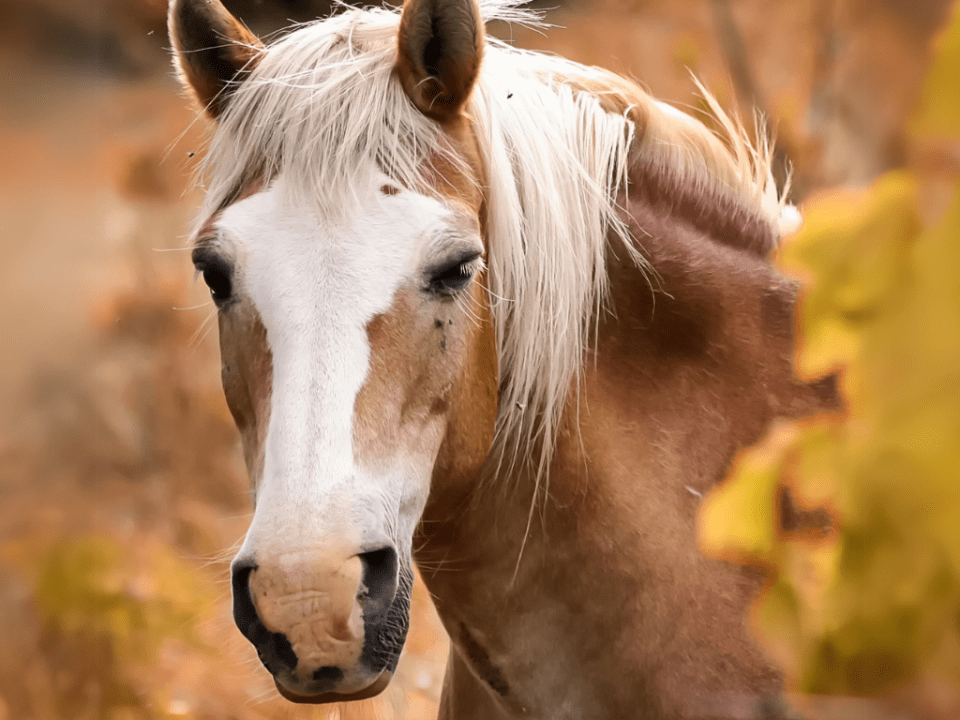 Haflinger raza de caballos
