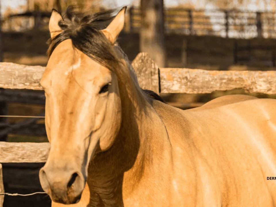 caballo morgan