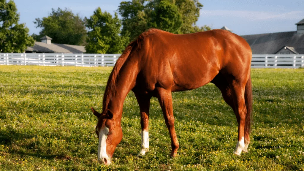 caballo morgan