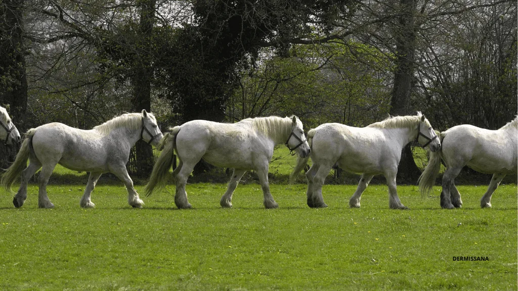 Caballo Percherón