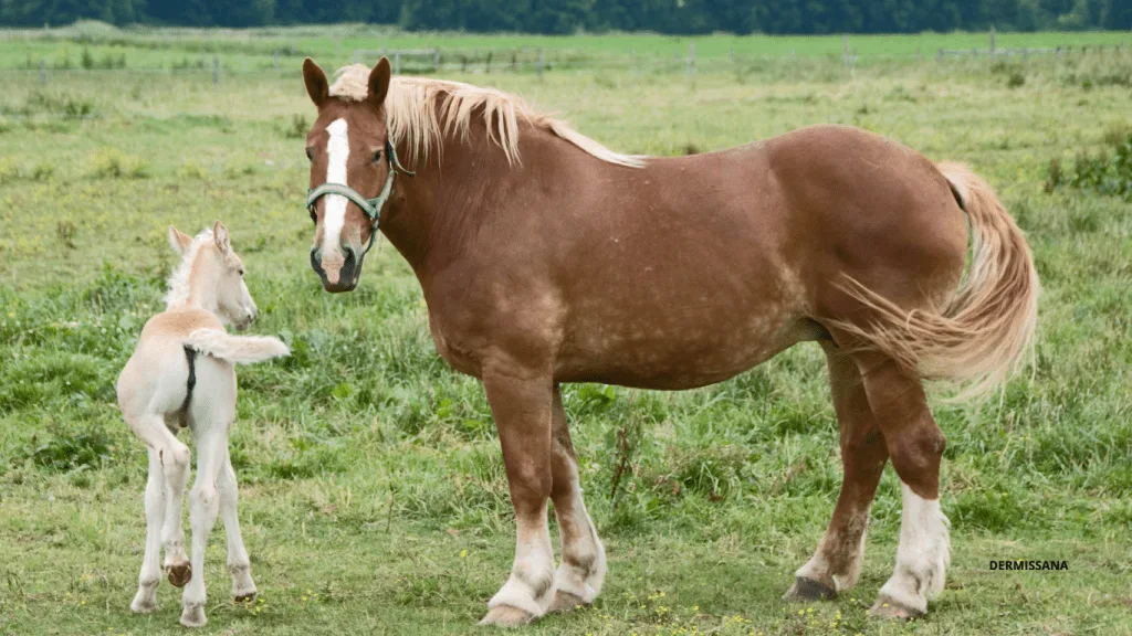 Caballo Percherón