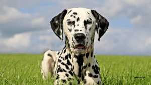 perro dalmata
