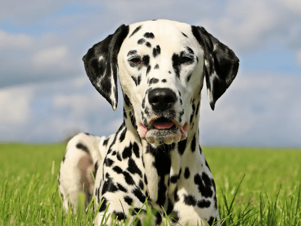 perro dalmata