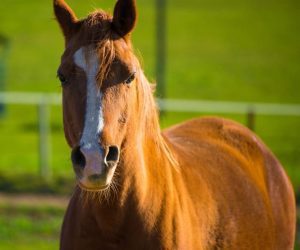 caballo percherón - dermissana