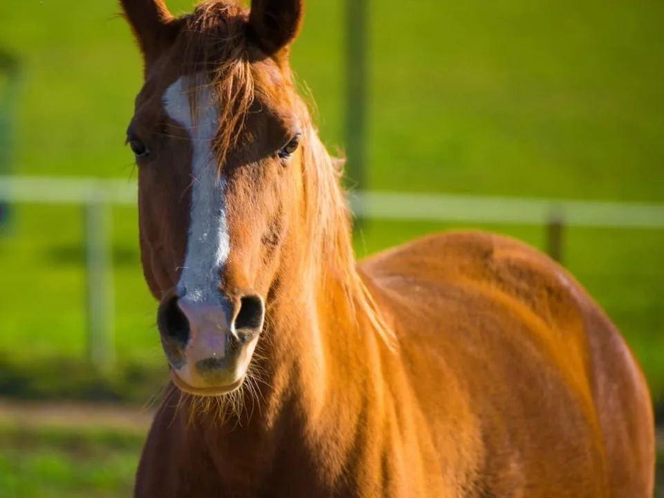 caballo percherón - dermissana