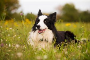 dermissana perro border collie