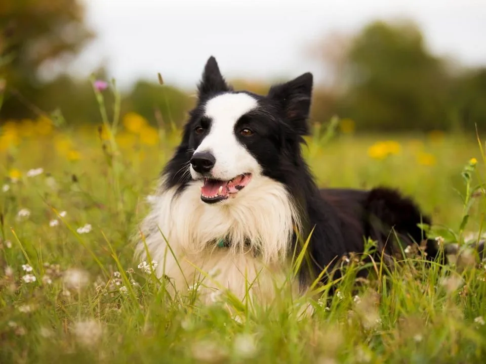 dermissana perro border collie