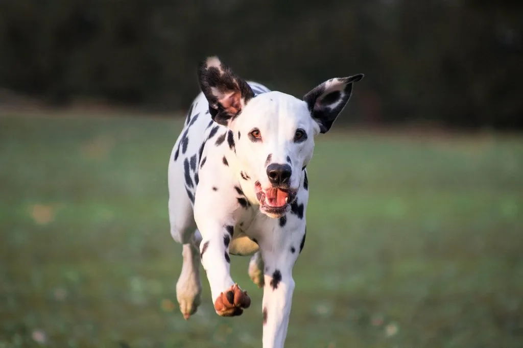 perro dálmata