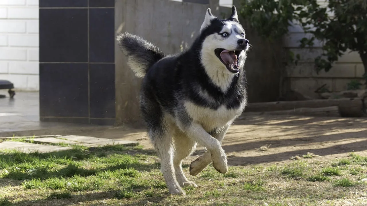 dermissana perro husky siberiano