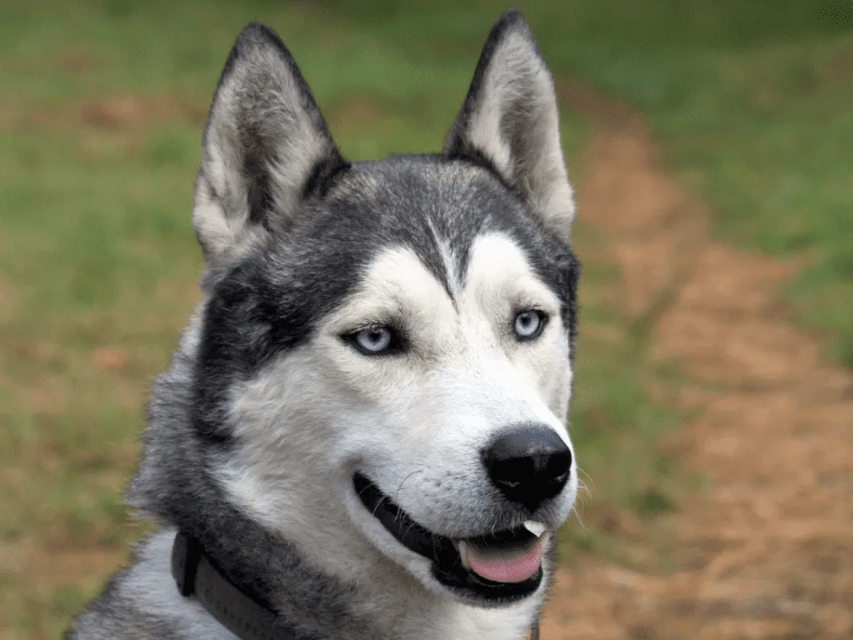 Husky Siberiano