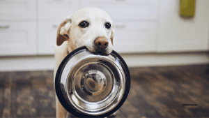 cambiar el agua al perro