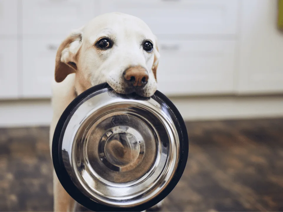 cambiar el agua al perro