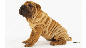 Shar Pei