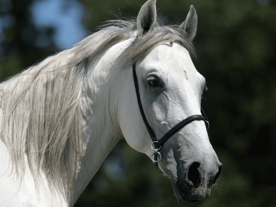 Caballo lusitano