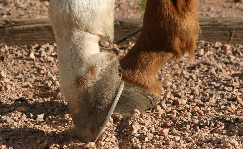 Cascos secos y desgastados en un caballo
