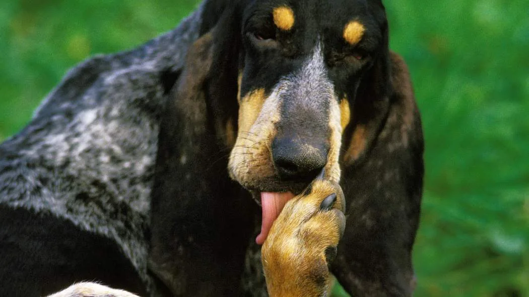Perro lamiéndose las patas por irritación o molestias