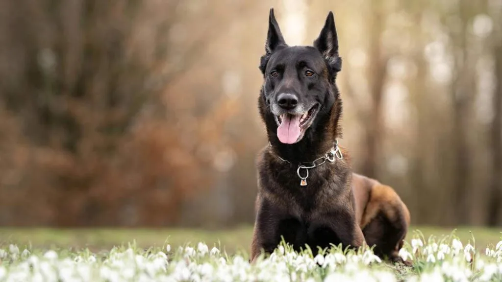 perro con pelaje sano en primavera