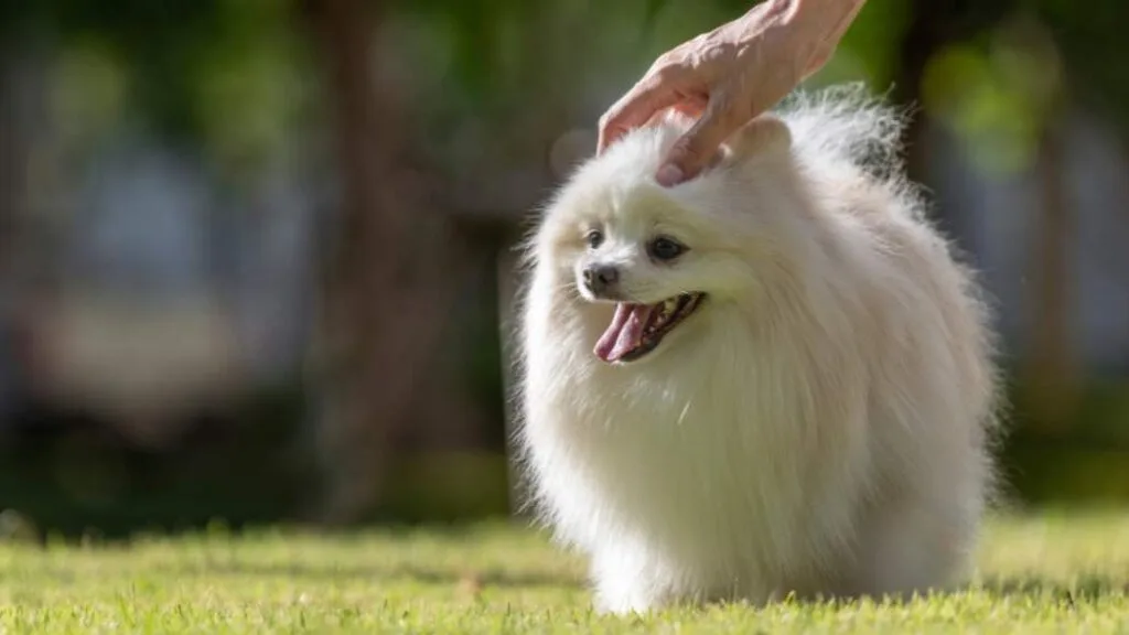 cuidado del pelo y la piel del perro